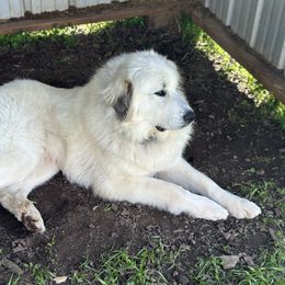 Great Pyrenees All Grown Up from McCarthy Ranchette