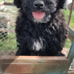 Assorted Doodle Crosses, Aussiedoodles, Cockapoos, and Poodles from Lucky Pup Meadows