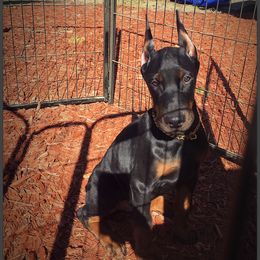 Doberman Pinscher Puppies from Pipe Creek Dobermans