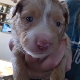 Gilligan - Red tri male Miniature Australian Shepherd puppy in Boring, Oregon from Tails and No Tails Salty Aussie Farms