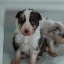 Border Collie Puppies from Air Capital Border Collies