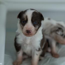 Border Collie Puppies from Air Capital Border Collies