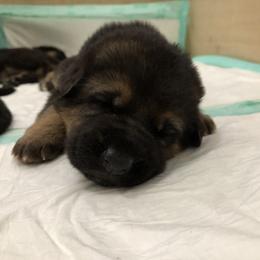 German Shepherd Puppies from Zwinger vom Schneider Wald