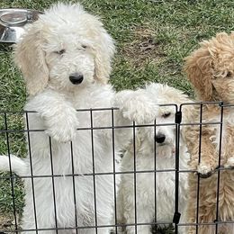 Poodles from Sophie’s Choice Poodles & Cocker Spaniels