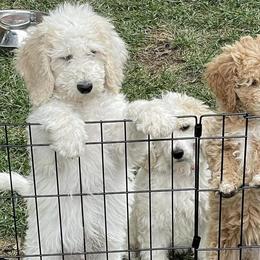 Poodles from Sophie’s Choice Poodles & Cocker Spaniels
