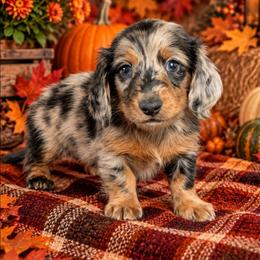 Onyx - Dapple male Dachshund puppy in Fultonville, New York from Sandy Aussies, Mini Dachshunds & Pomeranians