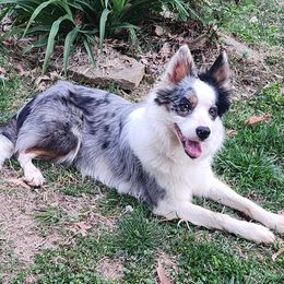 Cora - Border Collie