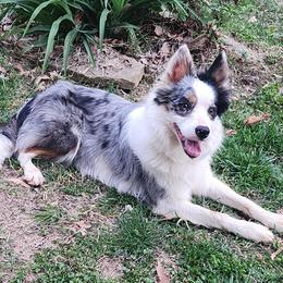 Cora - Border Collie