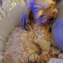 Morkies from Pierre Yorkies