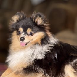 Ozzy - Pomeranian