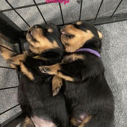 Rottweiler Puppies from GrowlHausRotts