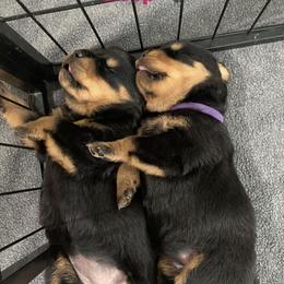 Rottweiler Puppies from GrowlHausRotts