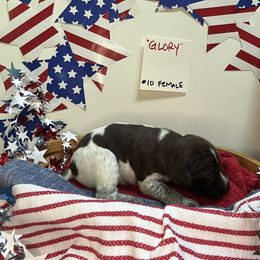 Glory - Liver roan female German Shorthaired Pointer puppy in Mineral, Virginia from Blue Kai Kennels