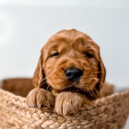 Golden Retriever Puppies from Pawplar Goldens