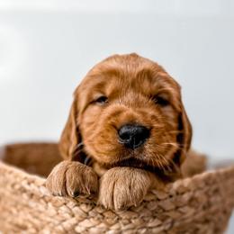 Golden Retriever Puppies from Pawplar Goldens