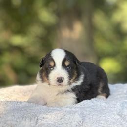 Button - Black tri-color male Australian Shepherd puppy in Argyle, Iowa from Country Time Kennels