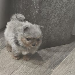 Cosmo - Blue merle male Pomeranian puppy in El Paso, Texas from Nomi's Precious Poms