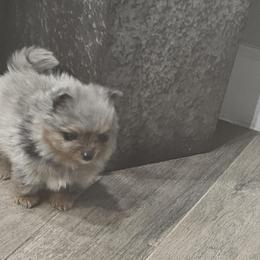 Cosmo - Blue merle male Pomeranian puppy in El Paso, Texas from Nomi's Precious Poms