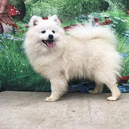Phoebe - American Eskimo Dog