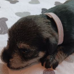 Boy 2 - Black and silver Miniature Schnauzer puppy in Asheville, North Carolina from Farbe Miniature Schnauzers