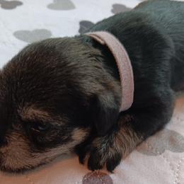 Boy 2 - Black and silver Miniature Schnauzer puppy in Asheville, North Carolina from Farbe Miniature Schnauzers