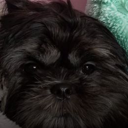 Shih Tzus from Dial Puppies