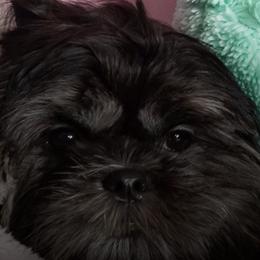 Shih Tzus from Dial Puppies
