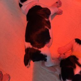 English Springer Spaniel Puppies from Ladybug English Springers