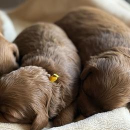 Girl 2 Selection - Red  female Goldendoodle puppy in Pleasant Hill, Iowa from Harvest Creek