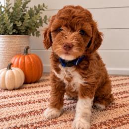 Rocket - Blue Collar - Apricot male Goldendoodle puppy in Huntsville, Alabama from Falcon Ridge Doodles