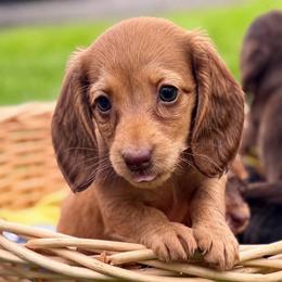 Girl 2 - Red female Dachshund puppy in Salem, Oregon from Longdox Mini Dachshunds