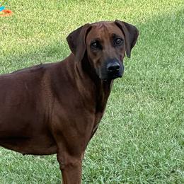 Glory - Rhodesian Ridgeback