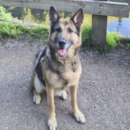 Qvanta Last Hathy - German Shepherd