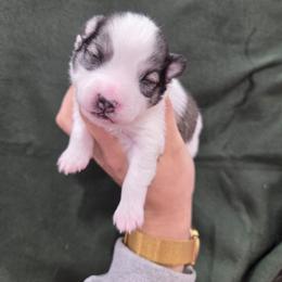 Millie - Wolf sable female Pomsky puppy in Mc Callsburg, Iowa from SZ Rolling Acres LLC