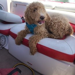 Goldendoodle Puppies from Nona & Papa Goldendoodles-Aledo TX