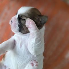 Precious - Brown and white female Shichon puppy in Ronda, North Carolina from Willow River