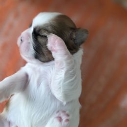 Precious - Brown and white female Shichon puppy in Ronda, North Carolina from Willow River