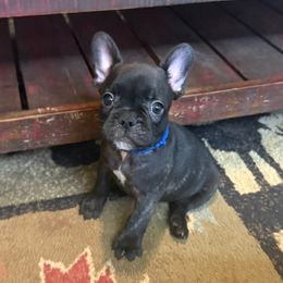 French Bulldog puppies from Drake Home Frenchies