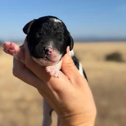 Moose - Parti male Goldendoodle puppy in Millville, California from Hope Lane Kennels
