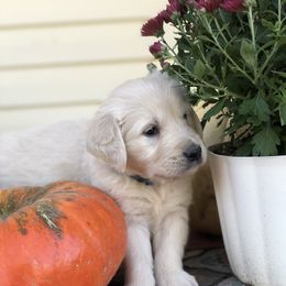 Golden Retriever Puppies from Brightside Goldens