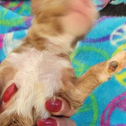 Beau - Apricot male Goldendoodle puppy in Milwaukwe, Wisconsin from Wisconsin Doodles