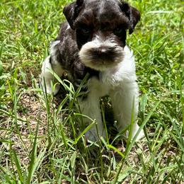 Tommy - Parti male Miniature Schnauzer puppy in Clover, South Carolina from Bobo’s Babies Kennels