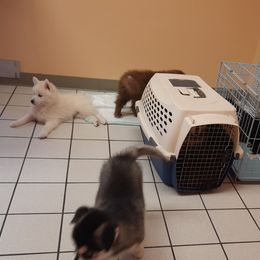 Pomsky Puppies from Zeuskis Pomskies