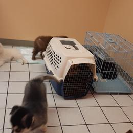 Pomsky Puppies from Zeuskis Pomskies