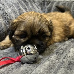 Shih Tzu Puppies from Hilltop Shih Tzus