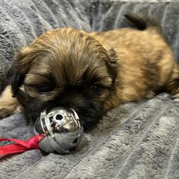 Shih Tzu Puppies from Hilltop Shih Tzus