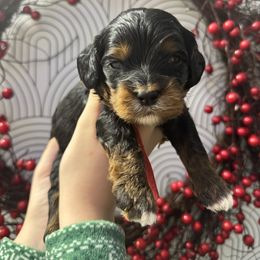 Jagger - Black and tan male Cavapoo puppy in Linden, Michigan from Maple Drive Doodles