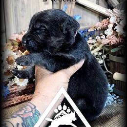 Dixie - Black and tan female German Shepherd puppy in Sequim, Washington from German Shepherd Haus