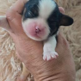 Tri Male - Tri-color male Cavalier King Charles Spaniel puppy in Wimberley, Texas from Amazing AKC Puppies