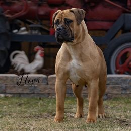 Nova - Bullmastiff